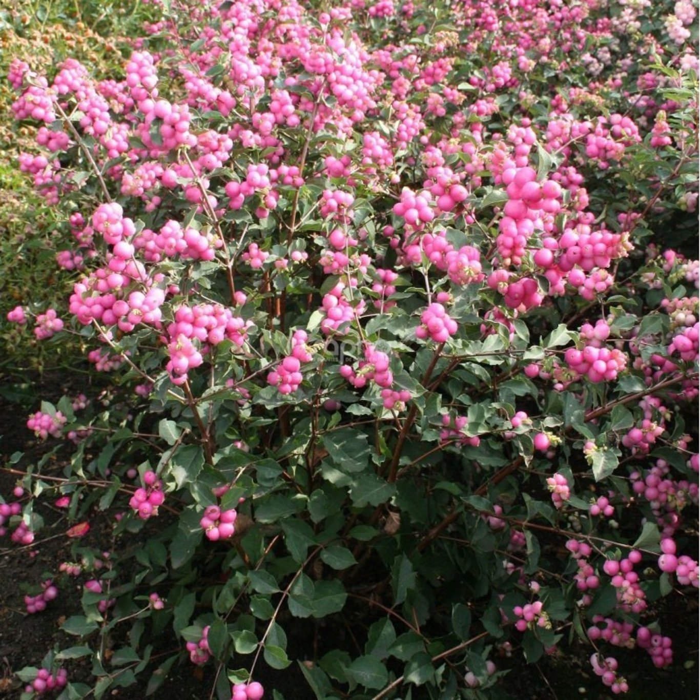Symphoricarpos d. 'Magic Berry' - 50-80 CM bare root 0/2 3-5 branche